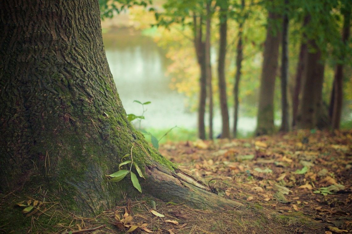 Forêt Dans Les Arbres D'automne Hivernant Les Arbres Sans Feuilles L'arbre  Cicatrisant Et Fermant L'écorce Horizontalcr2