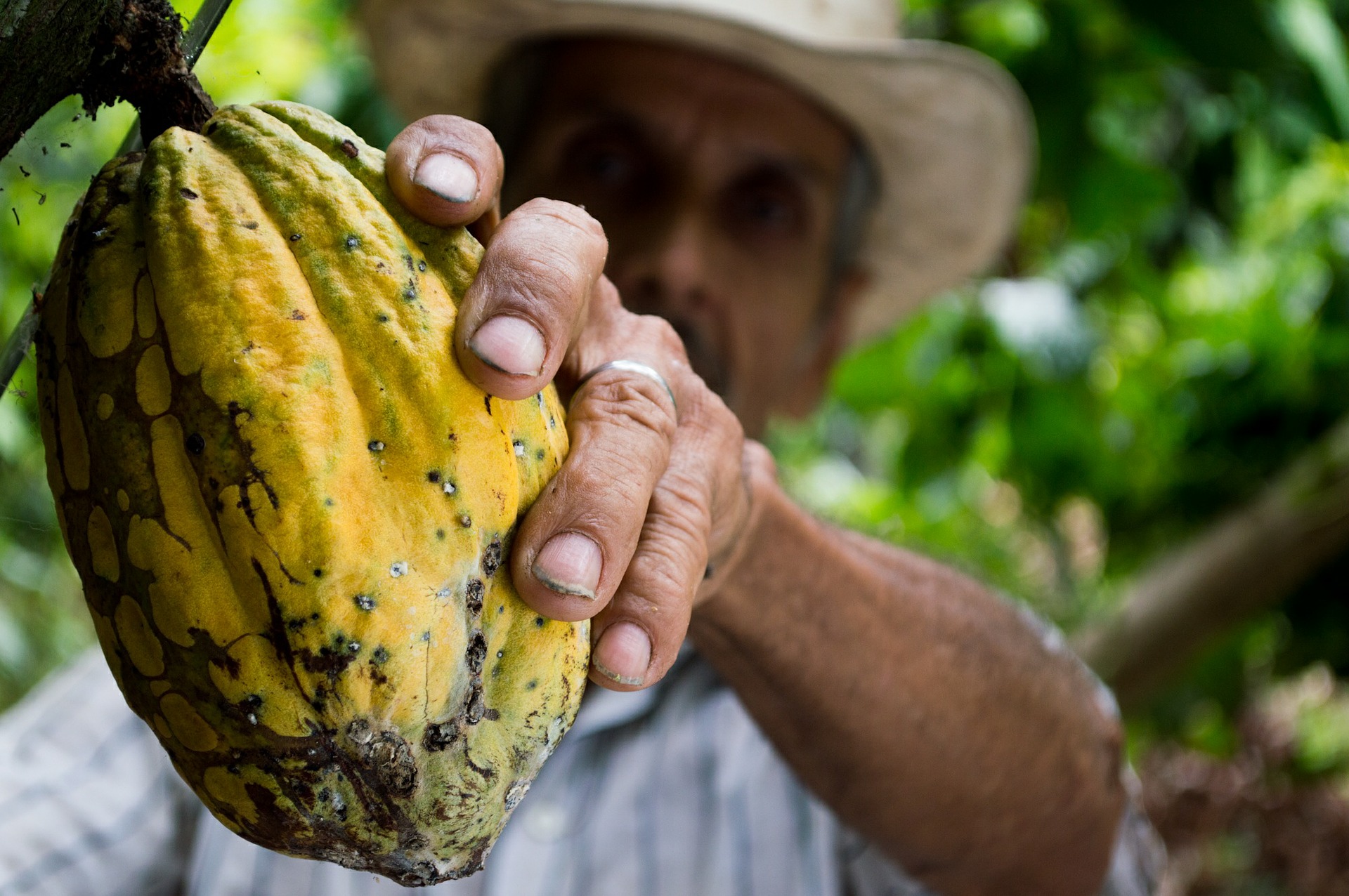 Fève De Cacao Fruits Exotiques, variétés, production, saisonnalité